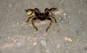 Tarantula, foto: M.W.